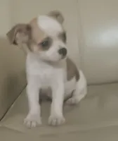 Pedro, a male Chihuahua for sale in Gadsden, AL – 3 of 4