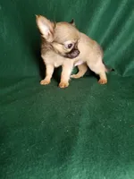 Sammie, a male Chihuahua for sale in Gadsden, AL – Photo 1 of 6