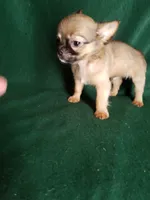 Sammie, a male Chihuahua for sale in Gadsden, AL – Photo 2 of 6