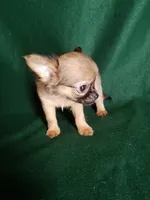 Sammie, a male Chihuahua for sale in Gadsden, AL – Photo 5 of 6