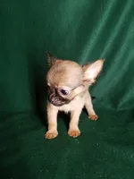 Sammie, a male Chihuahua for sale in Gadsden, AL – Photo 6 of 6