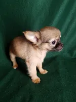 Sammie, a male Chihuahua for sale in Gadsden, AL – Photo 3 of 6