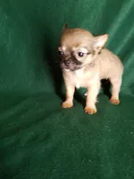 Sammie, a male Chihuahua for sale in Gadsden, AL – Photo 4 of 6