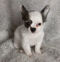 Bella, a female Chihuahua for sale in Gadsden, AL – 4 of 6