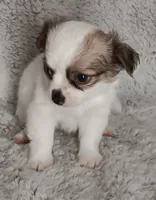 Pedro, a male Chihuahua for sale in Gadsden, AL – 3 of 5