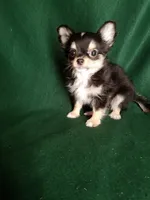 Joseph, a male Chihuahua for sale in Gadsden, AL – Photo 2 of 6
