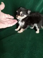 Joseph, a male Chihuahua for sale in Gadsden, AL – Photo 1 of 6