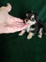 Joseph, a male Chihuahua for sale in Gadsden, AL – Photo 3 of 6