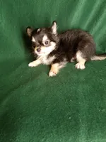 Joseph, a male Chihuahua for sale in Gadsden, AL – Photo 6 of 6