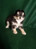 Joseph, a male Chihuahua for sale in Gadsden, AL – Photo 5 of 6