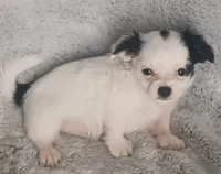 Bentley , a male Chihuahua for sale in Gadsden, AL – 2 of 4