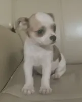 Pedro, a male Chihuahua for sale in Gadsden, AL – 2 of 4