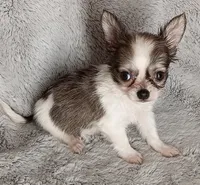 Bella, a female Chihuahua for sale in Gadsden, AL – 4 of 4