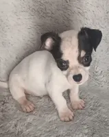 Tim, a male Chihuahua for sale in Gadsden, AL – 3 of 5