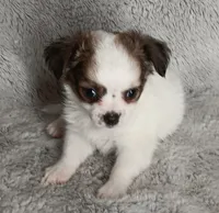 Chase, a male Chihuahua for sale in Gadsden, AL – 1 of 6
