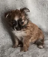 Chanel, a female Chihuahua for sale in Gadsden, AL – 2 of 4