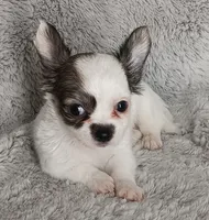 Bella, a female Chihuahua for sale in Gadsden, AL – 6 of 6