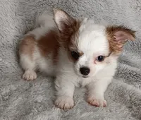 Bentley , a male Chihuahua for sale in Gadsden, AL – 3 of 6