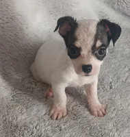 Tim, a male Chihuahua for sale in Gadsden, AL – 4 of 5