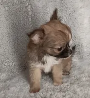 Julia, a female Chihuahua for sale in Gadsden, AL – 2 of 4