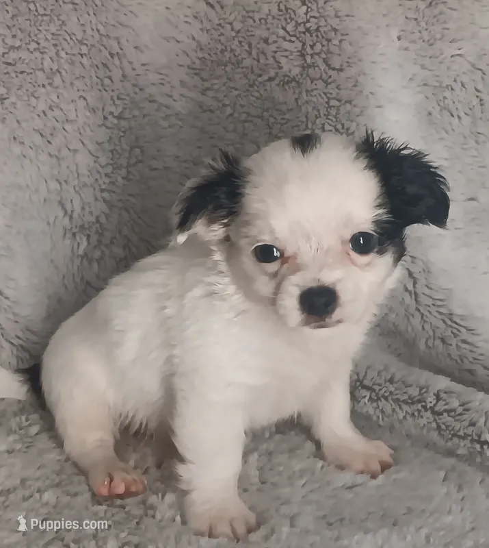 Bentley  – Chihuahua puppy for sale in Gadsden, AL