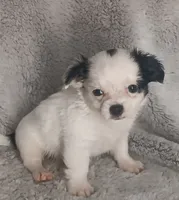 Bentley , a male Chihuahua for sale in Gadsden, AL – 1 of 4