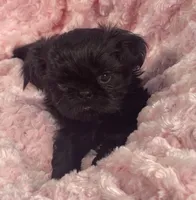 Beauty / imperial/ solid black, a female Shih Tzu for sale in Gallatin, MO – 2 of 7