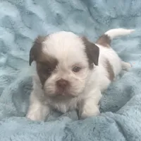 Rocky, a male Shih Tzu for sale in Gallatin, MO – 8 of 10