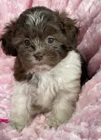 Misty, a female Shih Tzu and Poodle - Toy  for sale in Gallatin, MO – 4 of 10