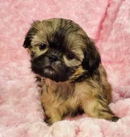 Faith, a female Shih Tzu for sale in Gallatin, MO – 6 of 9