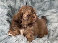 Ivan, a male Shih Tzu for sale in Gallatin, MO – Photo 6 of 8