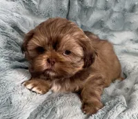 Ivan, a male Shih Tzu for sale in Gallatin, MO – Photo 1 of 8