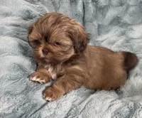 Ivan, a male Shih Tzu for sale in Gallatin, MO – Photo 4 of 8