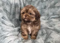 Ivan, a male Shih Tzu for sale in Gallatin, MO – Photo 7 of 8