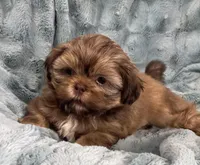 Ivan, a male Shih Tzu for sale in Gallatin, MO – Photo 3 of 8