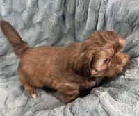 Ivan, a male Shih Tzu for sale in Gallatin, MO – Photo 5 of 8