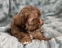 Ivan, a male Shih Tzu for sale in Gallatin, MO – Photo 8 of 8