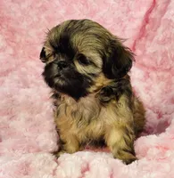 Faith, a female Shih Tzu for sale in Gallatin, MO – 1 of 9
