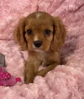 Glitter , a female Cavalier King Charles Spaniel for sale in Gallatin, MO – 8 of 10