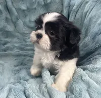 Tux , a male Shih Tzu for sale in Gallatin, MO – 8 of 9