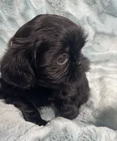 Jet / solid black, a male Shih Tzu for sale in Gallatin, MO – 4 of 10