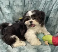 Tux , a male Shih Tzu for sale in Gallatin, MO – 3 of 9