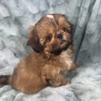 Quincy, a male Shih Tzu for sale in Gallatin, MO – 6 of 10