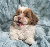 Copper, a male Shih Tzu and Poodle - Toy  for sale in Gallatin, MO – 5 of 10