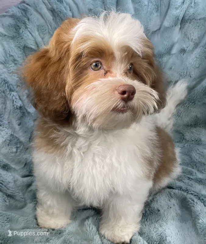 Spencer – Shih Tzu, Poodle - Toy  puppy for sale in Gallatin, MO