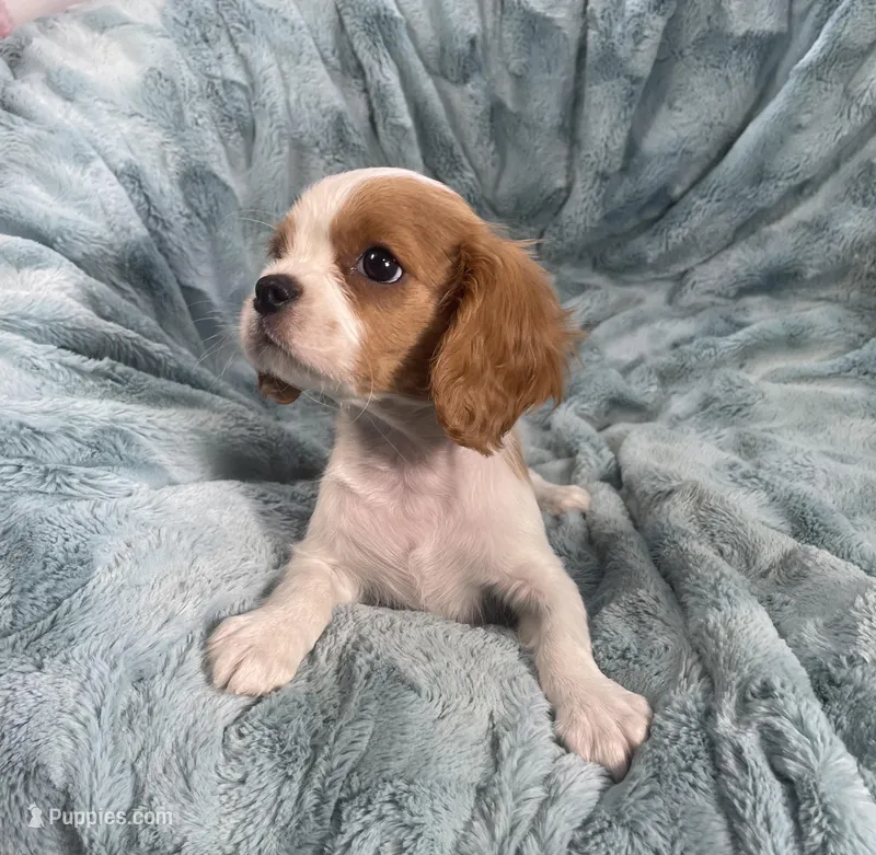 Colton – Cavalier King Charles Spaniel puppy for sale in Gallatin, MO