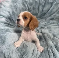 Colton, a male Cavalier King Charles Spaniel for sale in Gallatin, MO – Photo 1 of 4