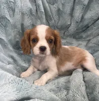Colton, a male Cavalier King Charles Spaniel for sale in Gallatin, MO – Photo 2 of 4