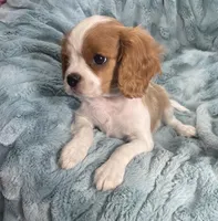 Colton, a male Cavalier King Charles Spaniel for sale in Gallatin, MO – Photo 3 of 4