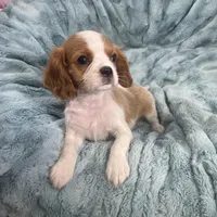 Colton, a male Cavalier King Charles Spaniel for sale in Gallatin, MO – Photo 4 of 4